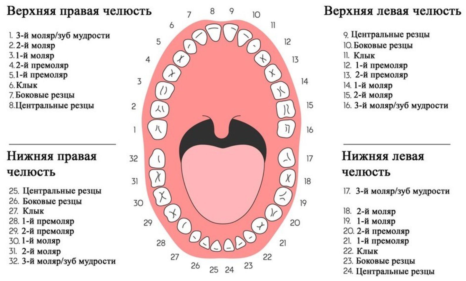 Зубы человека – строение, количество, нумерация и состав